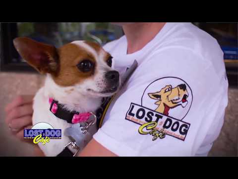 Lost Dog Cafe Merrifield
