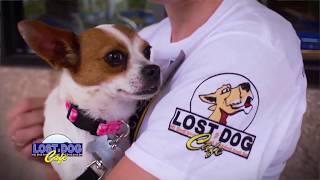 emBARK! TV - Lost Dog Cafe Webisode