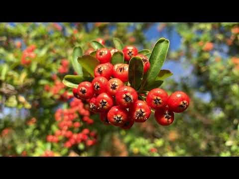 ナナカマド、ナナカマドベリー 植物