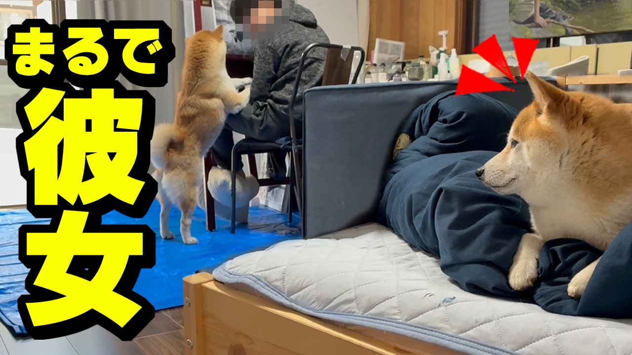 兄を想う柴犬ちくわがまさかの行動に…感動の結末へ