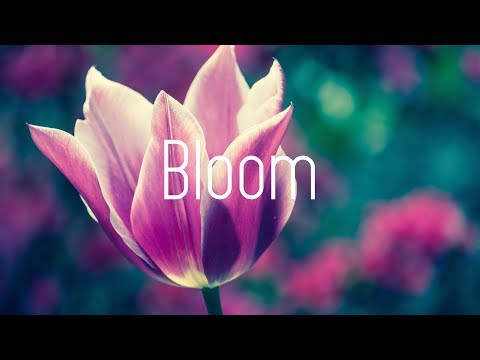 Dabin - Bloom ft. Dia Frampton (Lyrics)