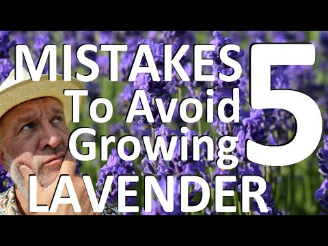 Five Mistakes to Avoid Planting and Growing Lavender   - Lavendula