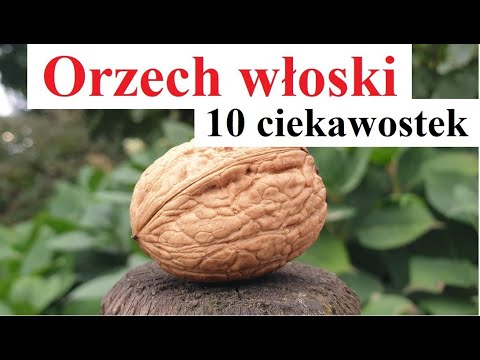 Walnut - 10 interesting facts