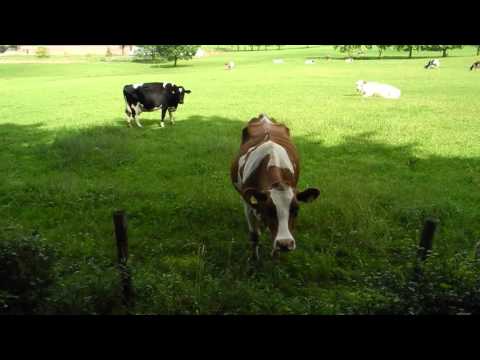 Wanderweg Nr. 2 Eifelverein Sötenich