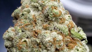 🍇👑Grape God Bud!!🍇👑 #trulieve #asmr #exotic #florida #flower #strainreview #weed #zaza #cannabis