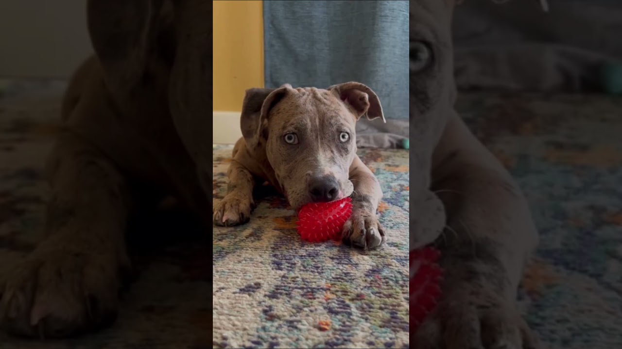 Enlarge Sunny, a Adoptable mixed breed in Citrus Heights, CA video 6/6