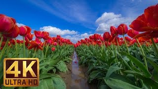 4K - Flowers - 2 Hours Relax Video - Skagit Valley Tulip Festival, WA State - Episode 2