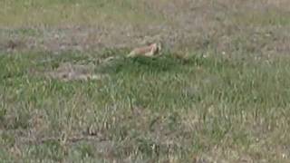 Prairie Dogs in Roberts Prairie Dog Town, Badlands, NP