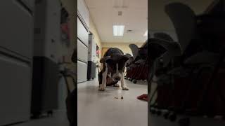 Video preview image #1 Mutt Puppy For Sale in Virginia Beach, VA, USA