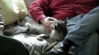 Dolly, the Cat:  Her Road to Happiness