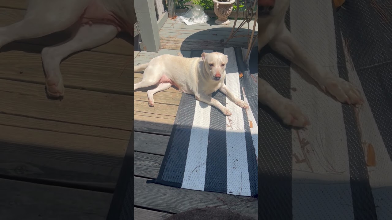 Enlarge Peach, a Adopted mixed breed in Sanford, NC video 2/5