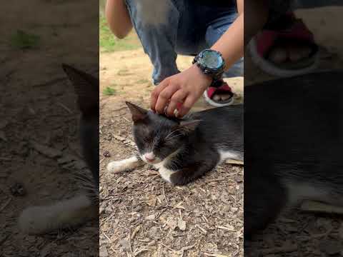 Fahim is Playing with a Cat in His Village, along with his Father, Baghun, Kaliganj, Gazipur #Cats
