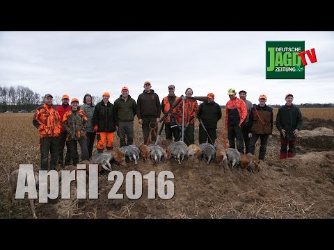 Baujagd, DJZ- Kuppelshow Dortmund, Messerundgang und Kinder retten Kitze - DJZ-TV 4/2016