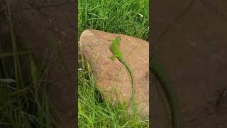 Green lizard - slow motion