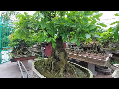 Thăm vườn cây lộc vừng đẹp tại xã Hải Minh, Hải Hậu, Nam Định - 0918484837