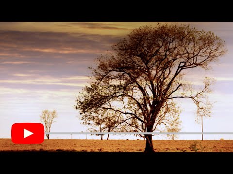 Maria Alice - Música Poeira - Autores Luiz Bonan e Serafim