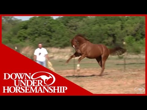 Clinton Anderson Presents: Blue In Your Face