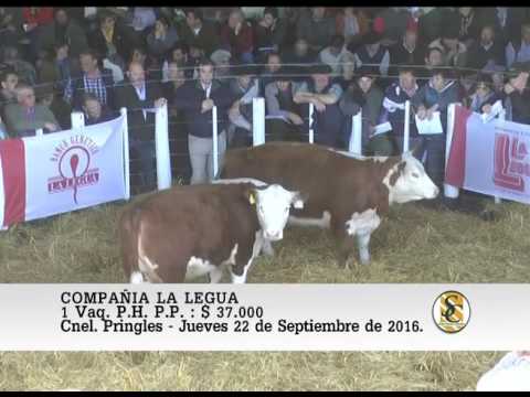 22-09-16 Venta de Vaq. y Terneras P.P. - Compañia La Legua - Coronel Pringles.