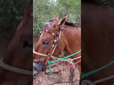 SEU RAIMUNDO O VAQUEIRO DE 75 ANOS DE CURAÇÁ NA BAHIA#vaqueiro #cavalo #pegadeboinomato#foryou fyp