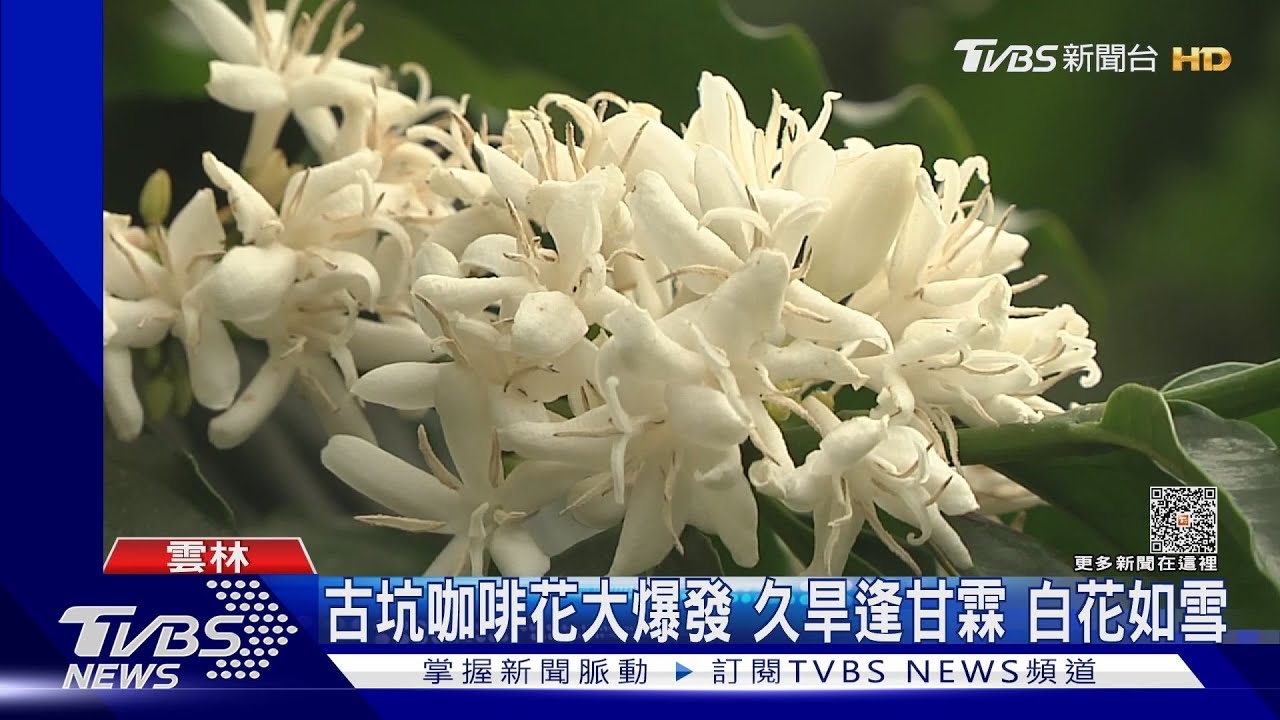 古坑咖啡花大爆發 久旱逢甘霖白花如雪