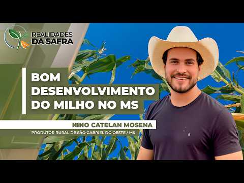 Lavouras de milho estão se desenvolvendo bem em São Gabriel do Oeste/MS
