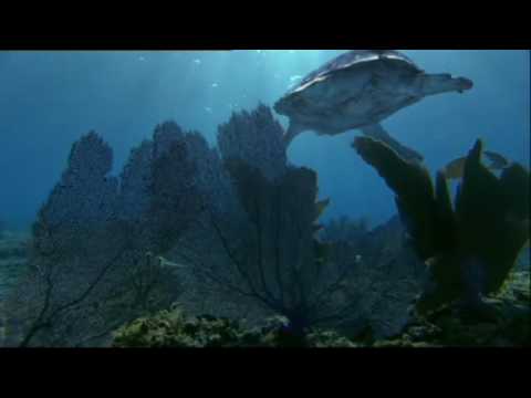 Turtle: The Incredible Journey (2011) Trailer