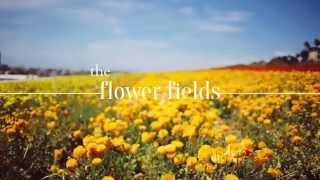 Tei Shi - Nevermind The End Lil (Sad Remix) Flower Fields