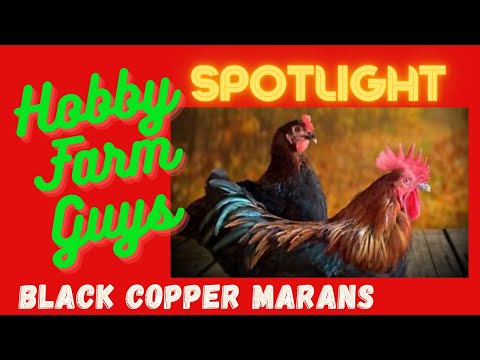 , title : 'HFG Farm Animal Spotlight: Black Copper Marans Chicken'