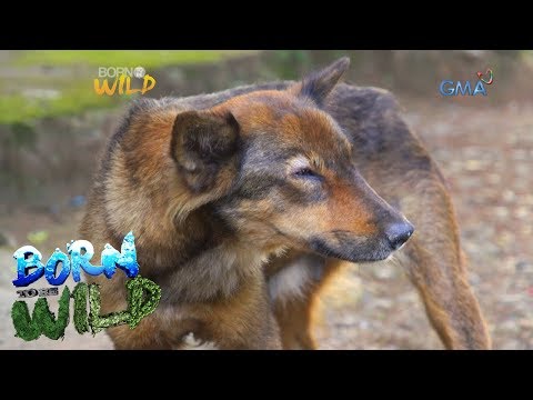 Born to be Wild: Canine Distemper outbreak in Camiguin Norte