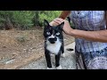 Tuxedo Cat Who Purrs Loudly Even While Eating Is Incredibly Cute