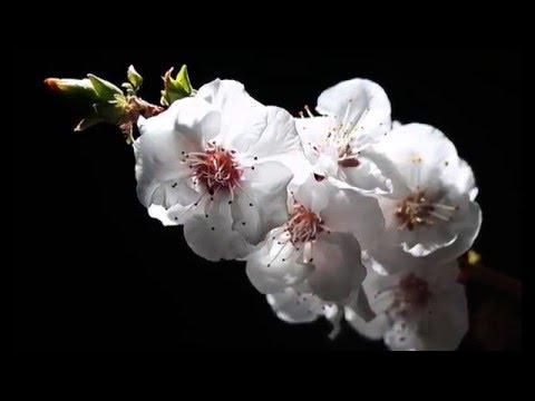 Meiko Kaji  - Shura No Hana - 1973 - 梶 芽衣子 - 修羅の花