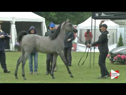 N.130 NABEL AL NASSER - Bruges 2016 - Yearling Colts (Class 102B)