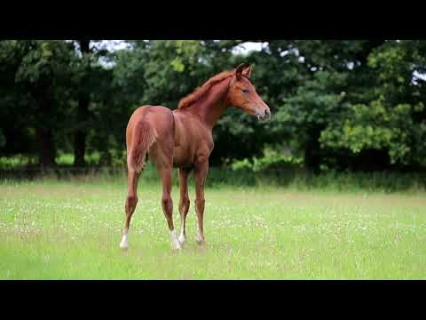 Hengstfohlen von Shufu for sale