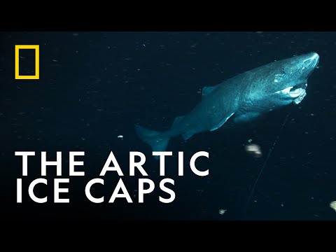 The Greenland Shark: The Shark That Can Live For 500 Years | OceanXplorers | National Geographic UK