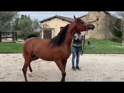 Cpe Davidoff (by Fa El Rasheem)