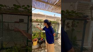 പാമ്പും മോനും മോട്ടുവും മൂന്നുവഴിക്ക് ഓടി #snake #naturelovers #home #greenlove #homegarden #pets