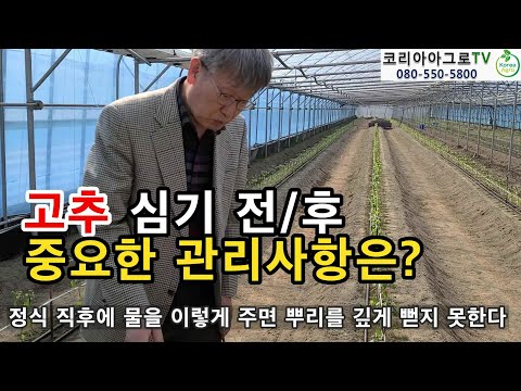 , title : '고추 현장컨설팅 - 고추 심기 전/후 중요한 관리사항은?'