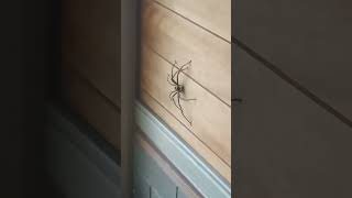 きょうのぬしさま