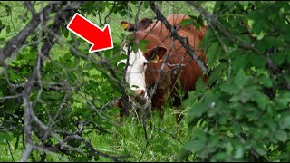Download lagu Farmer Finds His Missing Cow After 8 Months – What Happens Next WILL SHOCK YOU! mp3 Download lagu Farmer Finds His Missing Cow After 8 Months – What Happens Next WILL SHOCK YOU! mp3