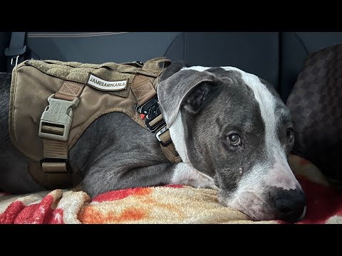 LIVE Driving NYC to Fort Lauderdale Florida Road Trip w/Dog in Rental Car Part 5
