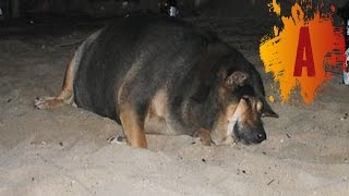 10 Fattest Dogs In The World