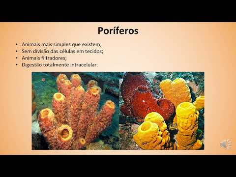 Poríferos Cnidários e Platelmintos