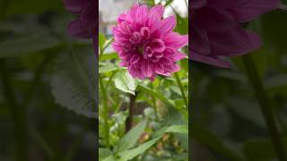 Download lagu Beautiful Dahlia Flower || Home Gardening | #terracegarden | #gardening | #shorts mp3 Download lagu Beautiful Dahlia Flower || Home Gardening | #terracegarden | #gardening | #shorts mp3