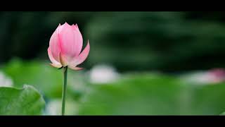 Download lagu Metta Sutta Chanting |by Bhante Indarathana mp3