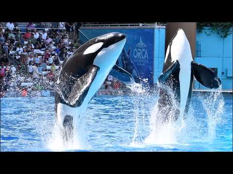 Orca Encounter (Full Show) - Seaworld Orlando - July 1, 2025