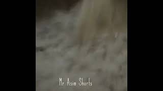 Gunday film Boys attitude 👿🔥||WhatsApp status