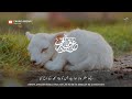 Beautiful Bakra Eid Special Status Qurbani Bakrid Special Status Sacrifice Bakrid Status HD