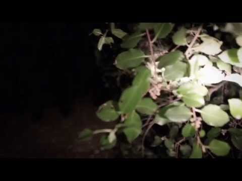 Aaa