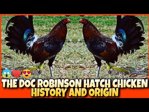 THE HISTORY AND ORIGIN OF DOC ROBINSON HATCH CHICKEN.