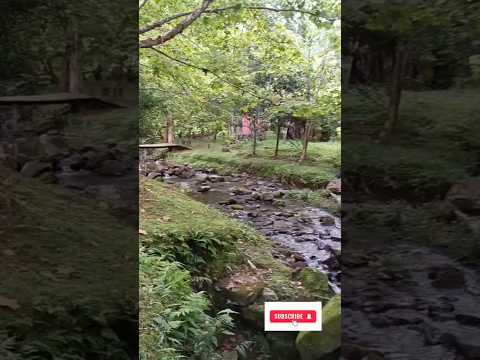 Vila dos Plátanos, Alto Cutias, Lontras -SC. Caminhadas na Natureza com o @sescsantacatarina.